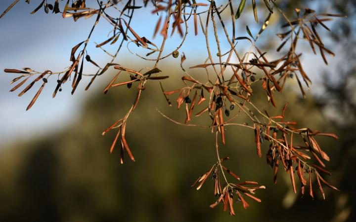 Η «λέπρα της ελιάς» θα μπορούσε να προκαλέσει ζημιά ακόμα και 2 ...